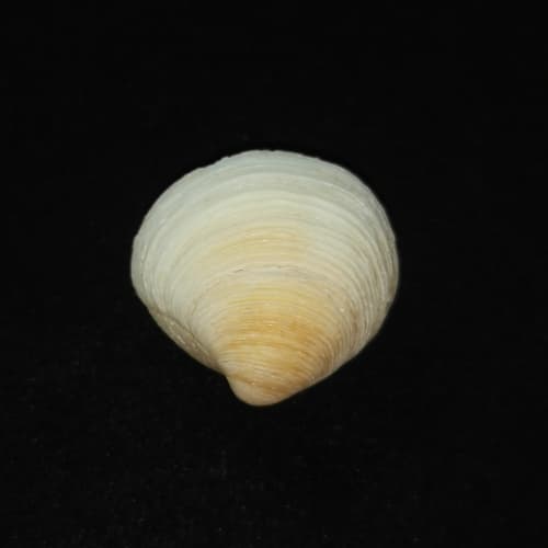 Pelecyora corculum