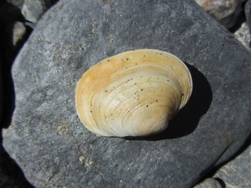 Peruvian Yellow Clam