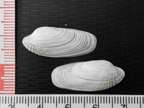 Petricola denticulata