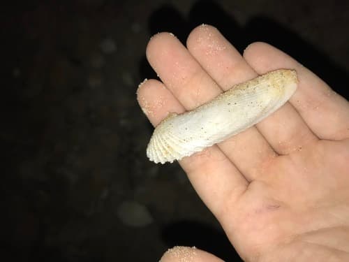 Petricolaria cognata