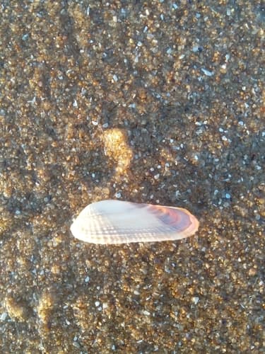 Petricolaria serrata