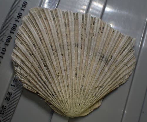 Phialopecten marwicki