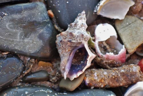 Phycothais reticulata