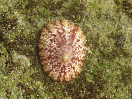 pink-rayed limpet