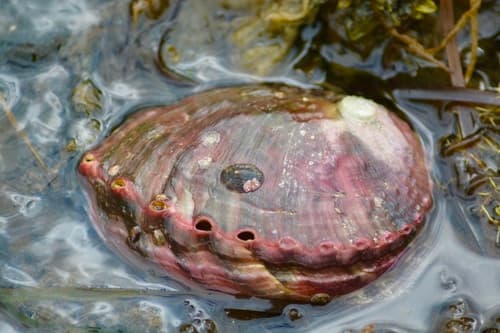 Pinto Abalone