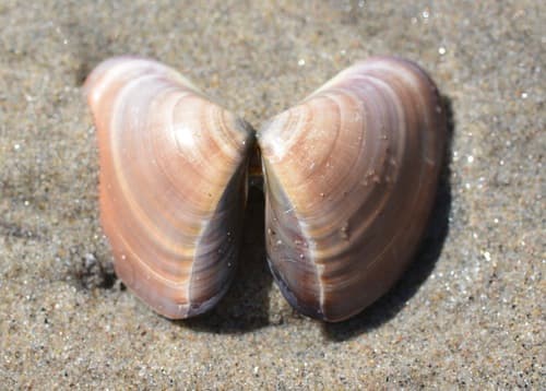 Pismo Clam