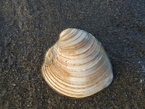 Placamen chloroticum