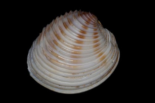 Placid Frilled Venus