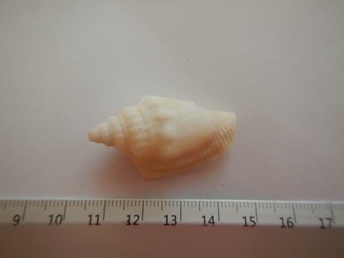 plicate conch