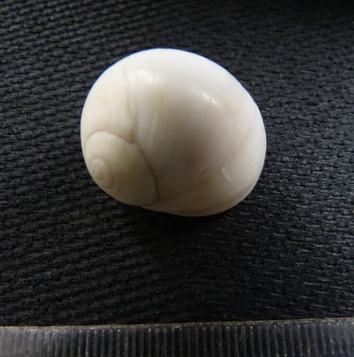 Polinices amiculatus