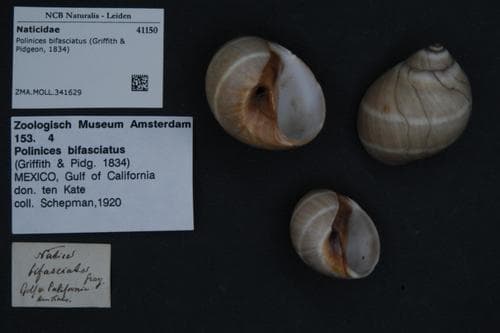 Polinices bifasciatus