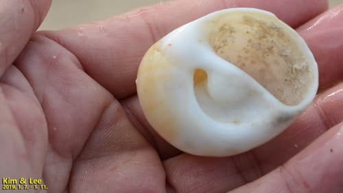 Polinices sagamiensis