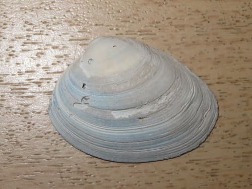 Polititapes senescens