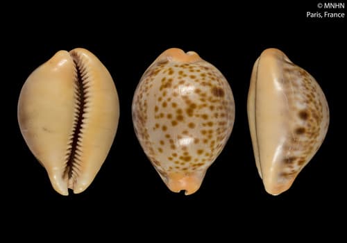 Porter's cowrie