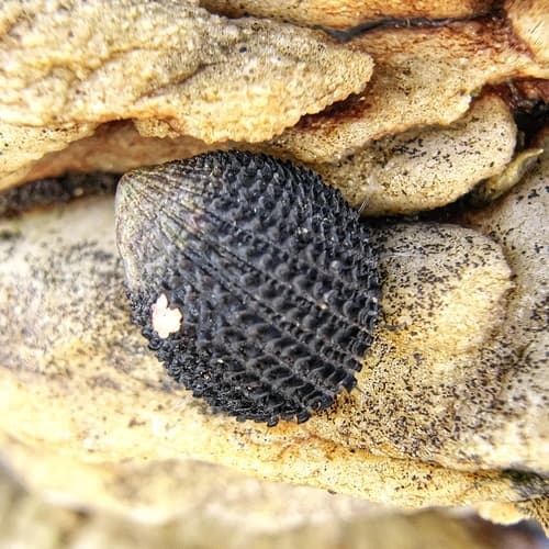 Prickly Limpet