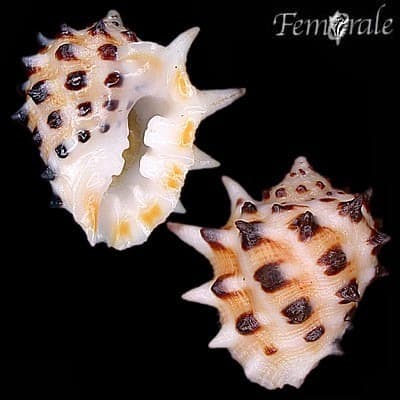 Prickly Spotted Drupe