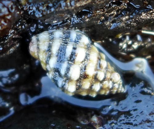 Pseudo-almond Purple