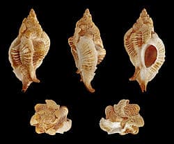 Pteropurpura plorator