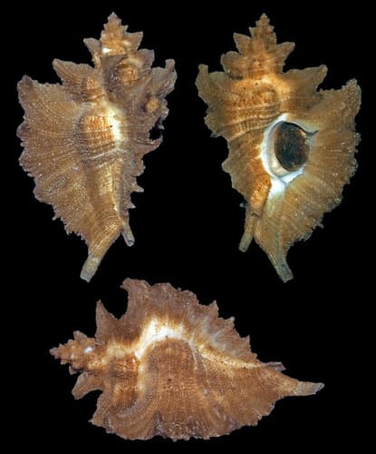 Pteropurpura vokesae