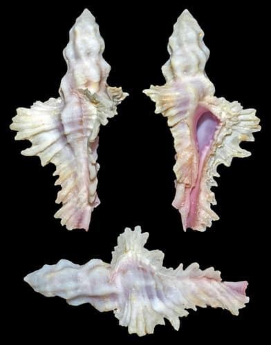 Pterynotus bipinnatus