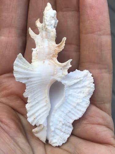 Pterynotus elongatus