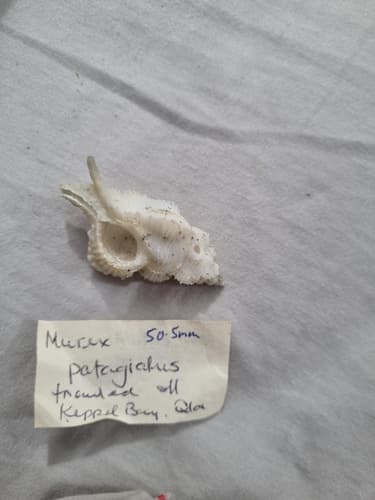 Pterynotus patagiatus