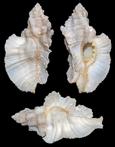 Pterynotus tripterus