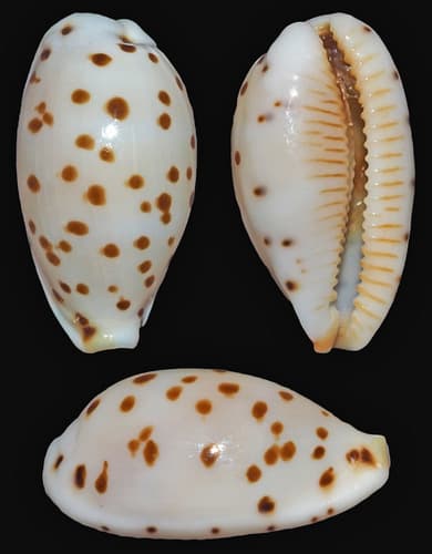 punctate cowrie