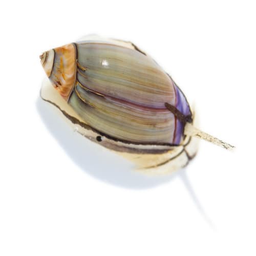 Purple Olive Snail