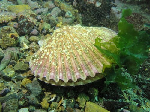 Purple Scallop