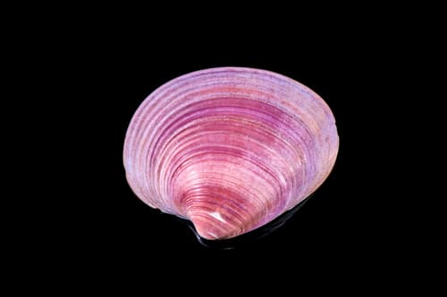 Purple Venus Clam