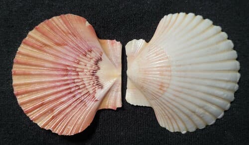 Ravenel's Scallop