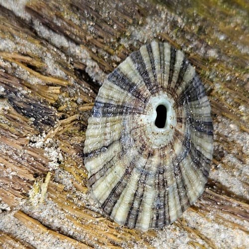 Rayed keyhole limpet