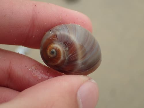 Recluz's Moon Snail