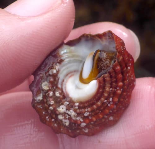 Red Turban Snail