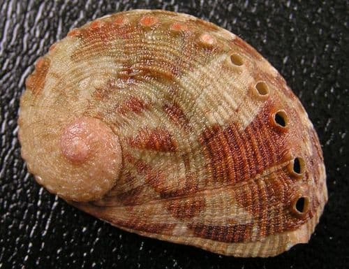 reddish-rayed abalone