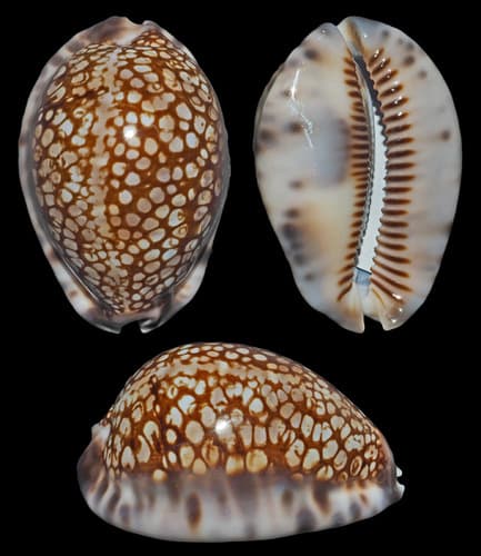 Reticulated Cowry