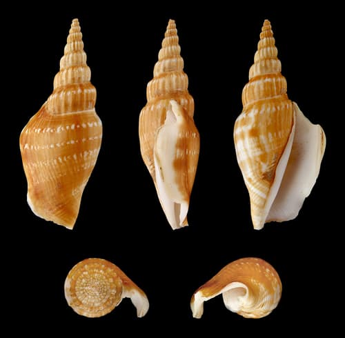 Riband-marked Stromb