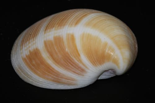 Ridged Dosinia