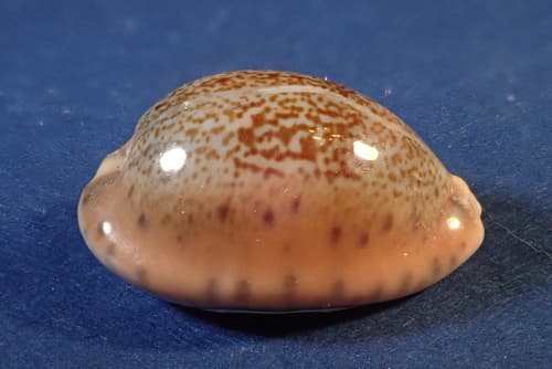 Robert's cowrie