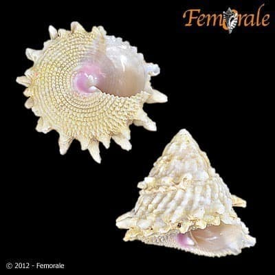 rosemouth star shell
