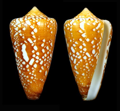 Saffron Cone