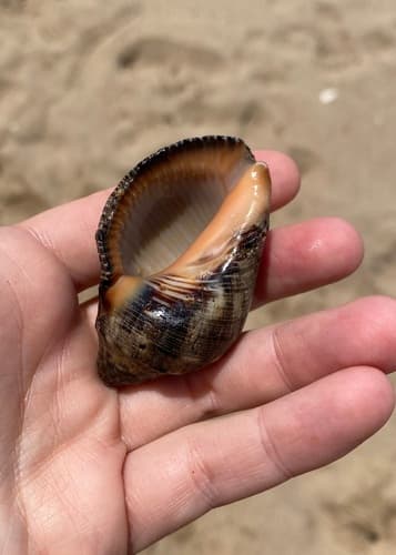 Salmon-Lipped Whelk