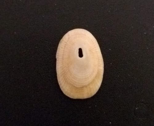 Say's Keyhole Limpet