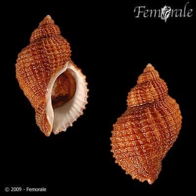 Scaly Dogwhelk