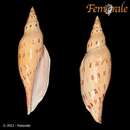 Scaphella contoyensis