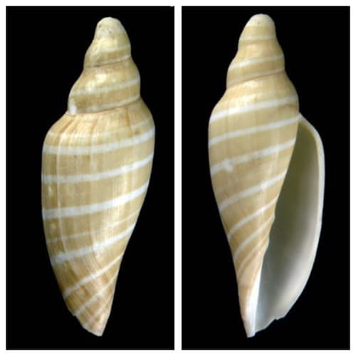 Scaphella gaudiati