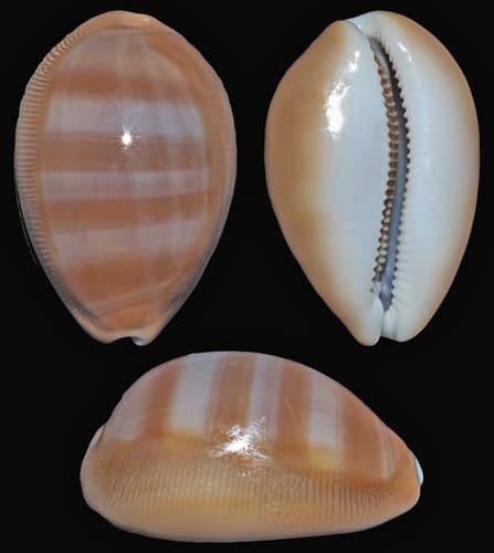 Schilder's Cowry