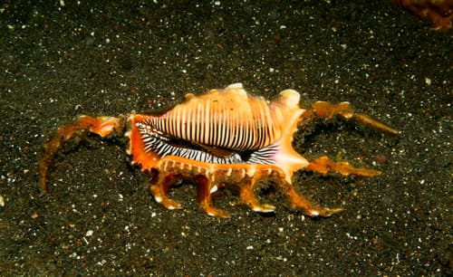 Scorpion Spider Conch