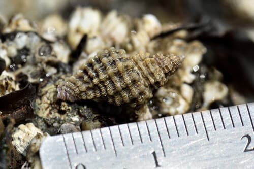 Sculptured Rocksnail